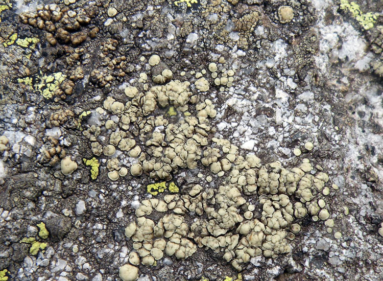 A me ricorda una Lecanora... -  Lecanora polytropa